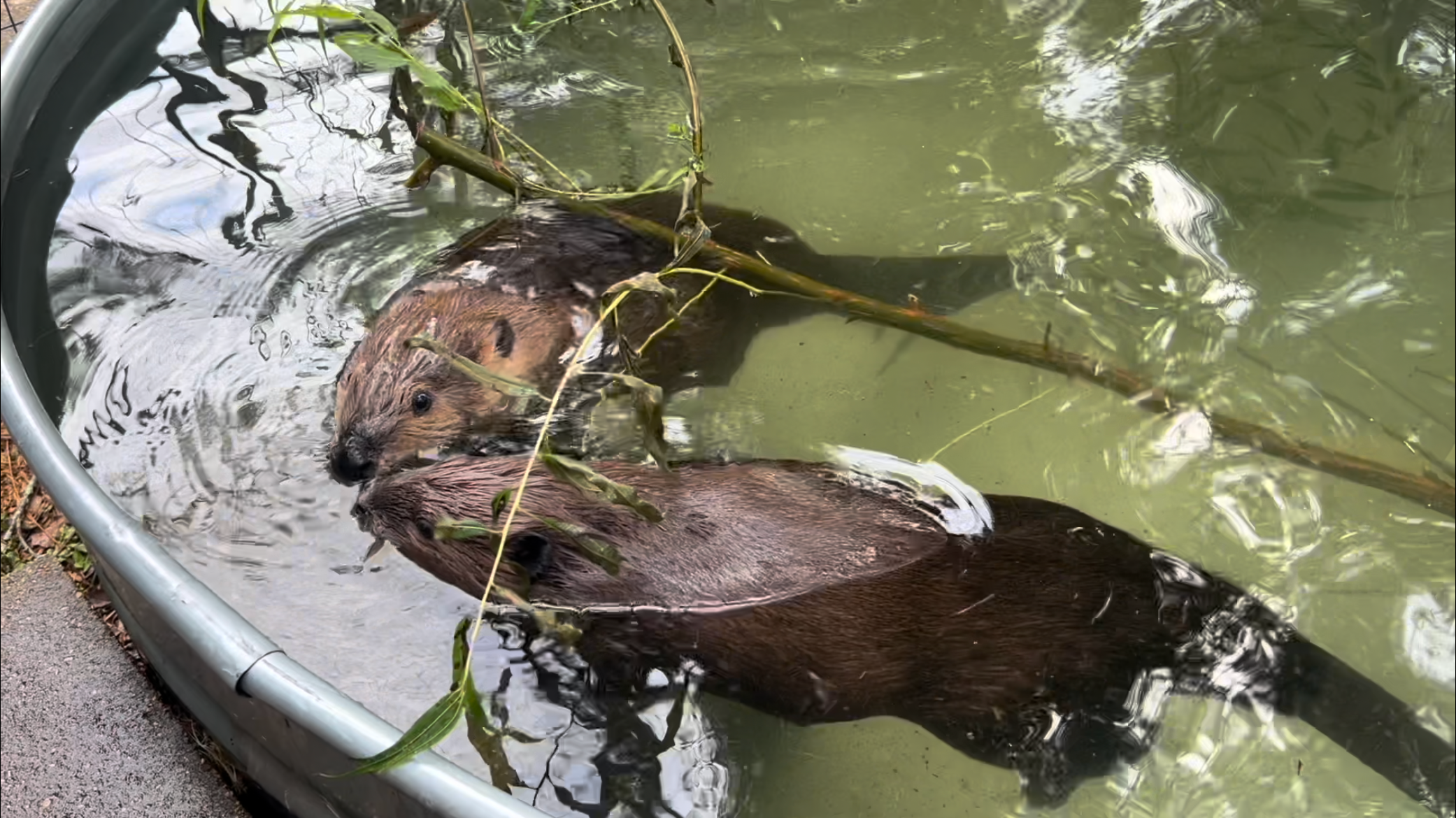 Sprout and Holley showing off the Beaver Lodge